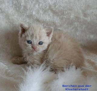 Selkirk Rex aus der Klosterstadt