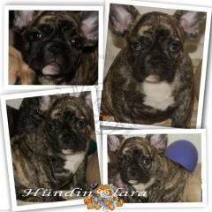 Französische Bulldoggen Hündin Clara mit Pap.