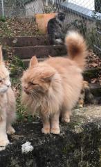 Maine Coon Katze / Kater suchen liebevolles Zuhause