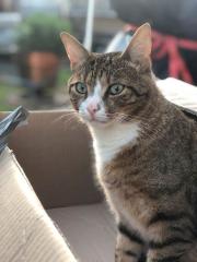 Kater Moritz noch immer vermisst