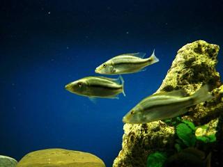 3 dimidiochromis zu verkaufen