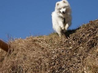 Samojede Husky