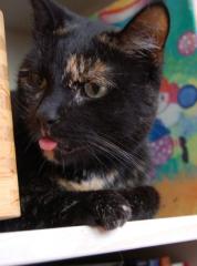 Mäxchen sucht neues Zuhause