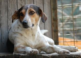 MAJA wünderschöne Jagdhund-Beaglemix Dame kastriert, geimpft, gechipt