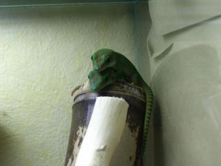 Großer madagaskar Taggecko/ Phelsuma Grandis High Red