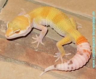 PLZ 64625, Leopardgeckos NZ 2021 und adulte Tiere abzugeben