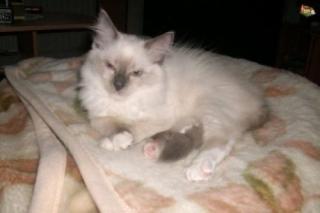 7 Monate alte blue-mitted Ragdoll w