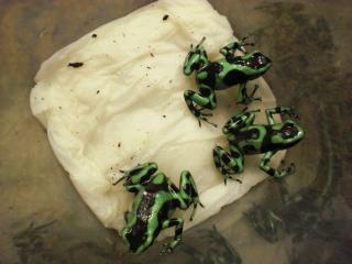 Pfeilgiftfrösche Dendrobates auratus Goldbaumsteiger, dt. NZ