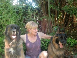 Physiotherapie für Hunde und Pferde in Münster