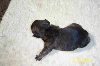 SÜSSE GANZ HELL GESTROMTE FRANZ. BULLDOG WELPEN