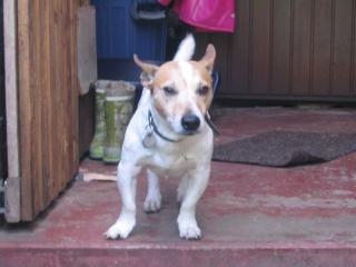 Deckrüde Jack Russel Terrier