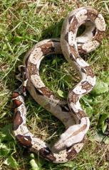 Gebe ab 1. 1 Boa c. 100 het. für Albino