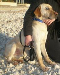 Hope er ist fast blind und ihm droht das staatliche Tierasyl. Dort wird er ste