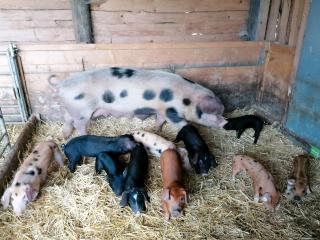 Bentheimer Iberico Wollschwein