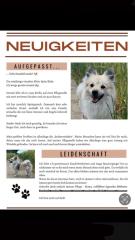 Hund Spitz