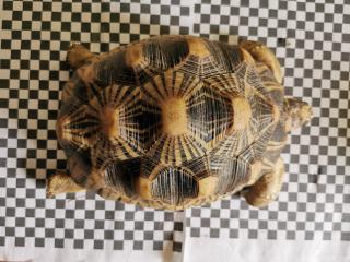 Geochelone Radiata 0. 4 weibchen