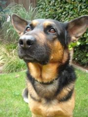 Schäferhund Chester sucht neues zu Hause