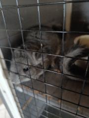 Chinchillas zu verkaufen