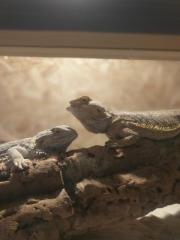 Zwei Bartagame mit Terrarium