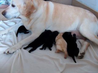 Labrador welpen
