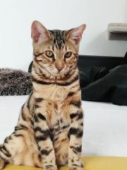 Bengal Kater
