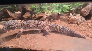 Leopardgecko männlich mit Terrarium