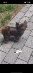 Yorkshire Terrier Schocko Weibchen in Saarbrücken schwarzenholz