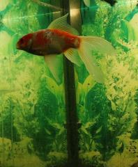 Goldfisch Sehr schön. 15 cm