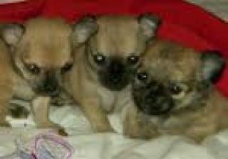 Drei kleine Chihuahua Mix Babys Welpen