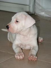Dogge Argentino Welpen