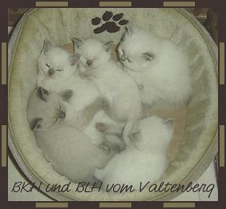 Unsere BKH Point Mädchen suchen ab September ein neues Zuhause auf Lebenszeit.