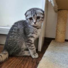 BKH Wiskas Kitten
