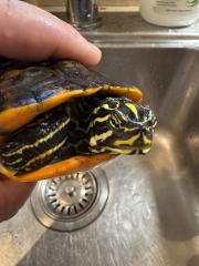 Wasserschildkröte Pseudemys Nelsoni