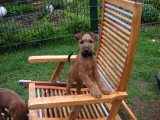 Irish Terrier Welpen von der Weinbergsquelle