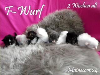 Maine Coon Kitten in verschiedenen Farben suchen DICH