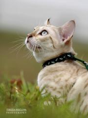 SNOW Bengal kittens mit Papiere