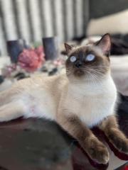 Siam Deckkater gesucht