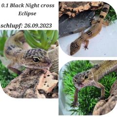 Verschiedene Leopardgeckos 2021/2023