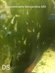 Ausselektierte neocaridina