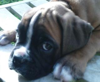 Boxer Welpen 8 Wo.