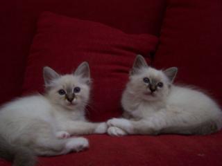 Heilige Birma Kitten