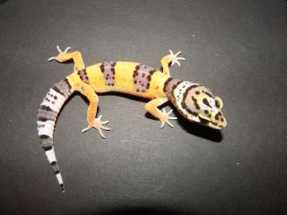 Wunderschöne Leopardgeckos-Eublepharis macularius