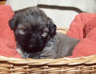 Lhasa Apso