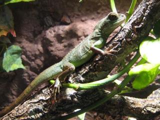 0. 0. 1 Grüne Wasseragame