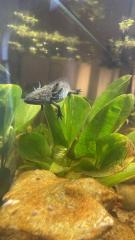 Axolotl Im Mai gekauft