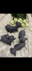 Sphynx Babykatzen