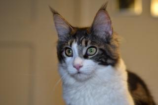 Zuzanna- Maine Coon Mädel mit Papieren, 14 Monate kastriert