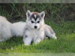 Siberian Husky Welpen