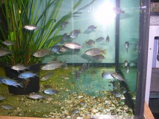 Pseudotropheus sp. Acei