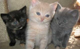 BKH/ Kartäuser/ Selkirk Rex
